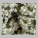 Eumenes sp - Pillenwespe 01b.jpg